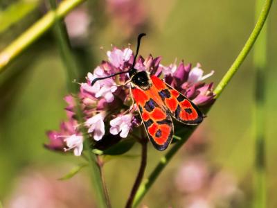  Zygaena hilaris Ochsenheimer, 1808