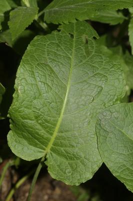 Patience à feuilles obtuses, Patience sauvage Rumex obtusifolius L., 1753