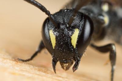  Hylaeus communis Nylander, 1852