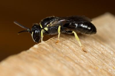  Hylaeus pictipes Nylander, 1852