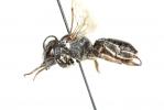  Megachile melanogaster Eversmann, 1852