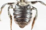  Megachile melanogaster Eversmann, 1852