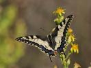 Machaon (Le), Grand Porte-Queue (Le) Papilio machaon Linnaeus, 1758
