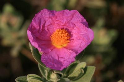 Ciste blanc, Ciste mâle à feuilles blanches, Ciste Cistus albidus L., 1753