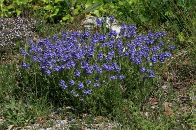 Teucride d'Allemagne Veronica teucrium L., 1762