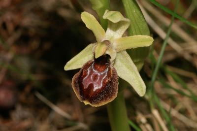 Ophrys occidentalis