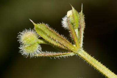 Gaillet gratteron, Herbe collante Galium aparine L., 1753