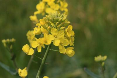 Colza Brassica napus L., 1753