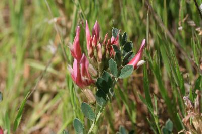 Astragale blanchâtre Astragalus incanus L., 1759