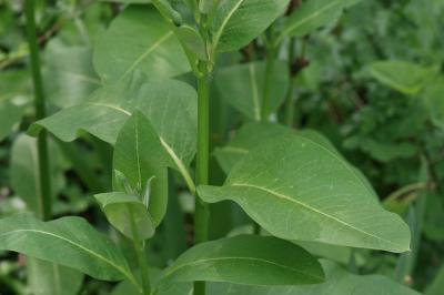 Herbe à la ouate, Herbe aux perruches Asclepias syriaca L., 1753