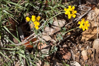 Coronille naine, Coronille mineure Coronilla minima L., 1756