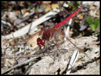 Sympetrum fonscolombii