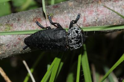 Capnode du Pêcher Capnodis tenebrionis (Linnaeus, 1760)