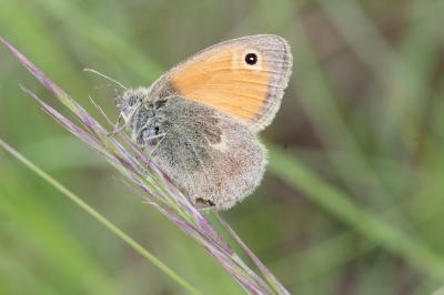 Fadet commun (Le), Procris (Le), Petit Papillon de Coenonympha pamphilus (Linnaeus, 1758)