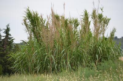 Canne de Provence, Grand roseau Arundo donax L., 1753