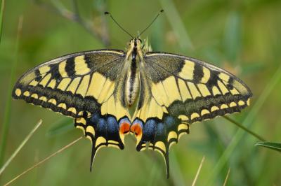 Machaon (Le), Grand Porte-Queue (Le) Papilio machaon Linnaeus, 1758