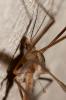 Tipule à bords des ailes bruns Tipula oleracea Linnaeus, 1758