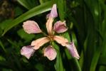 Iris fétide, Iris gigot, Glaïeul puant Iris foetidissima L., 1753