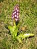 Orchis géant, Orchis à longues bractées, Barlie Himantoglossum robertianum (Loisel.) P.Delforge, 1999