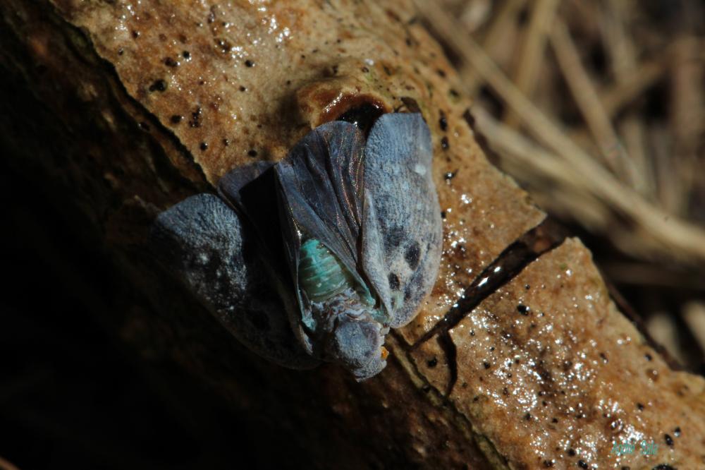 La Cicadelle blanche, Cicadelle pruineuse, Cicadelle  Metcalfa pruinosa (Say, 1830)
