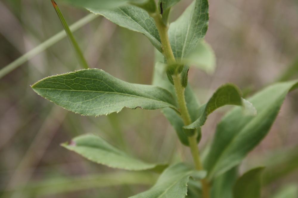 Le Inule à feuilles de spirée Inula spiraeifolia L., 1759