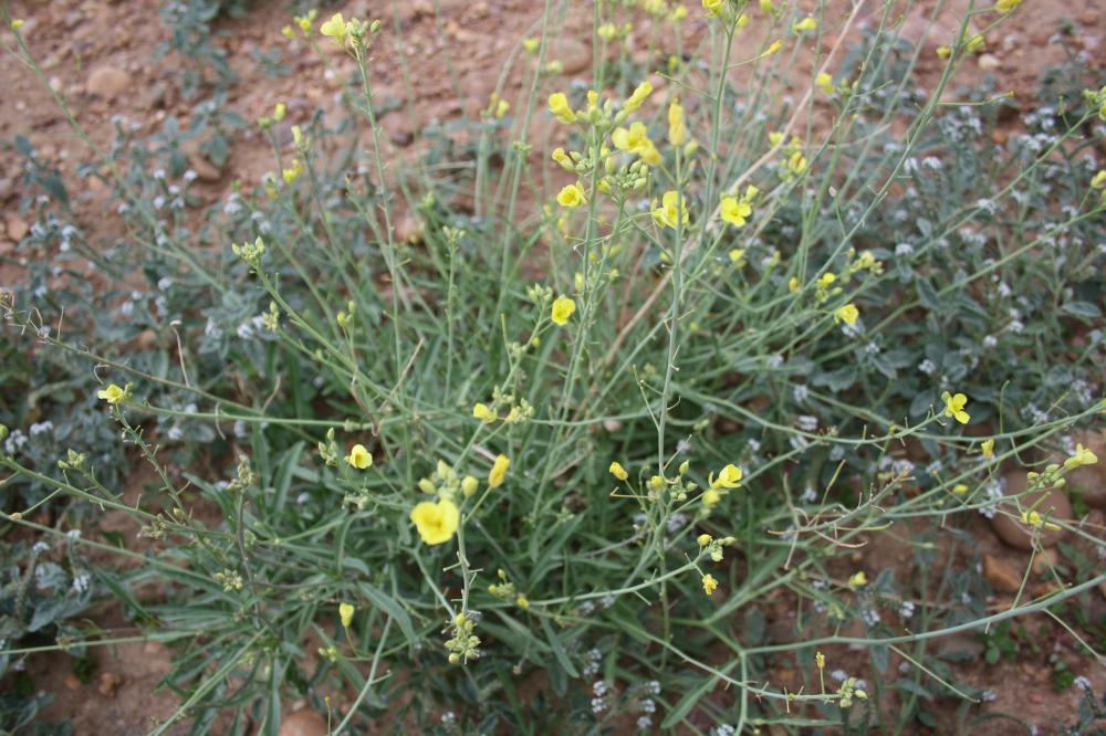Le Diplotaxe vulgaire, Roquette jaune Diplotaxis tenuifolia (L.) DC., 1821