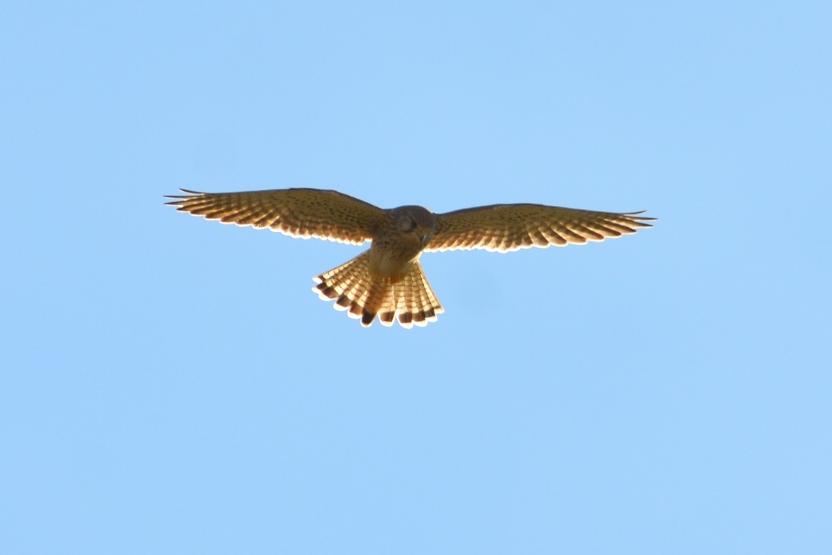 Faucon crécerelle Falco tinnunculus Linnaeus, 1758