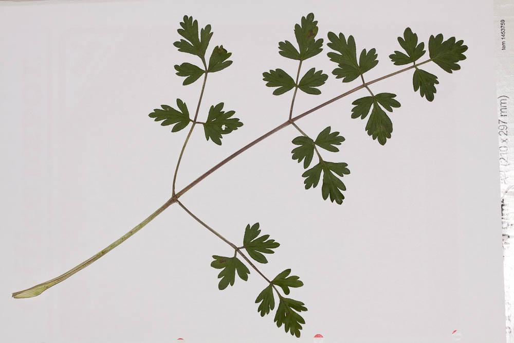 Le Peucédan d'Alsace Xanthoselinum alsaticum subsp. alsaticum (L.) Schur, 1866