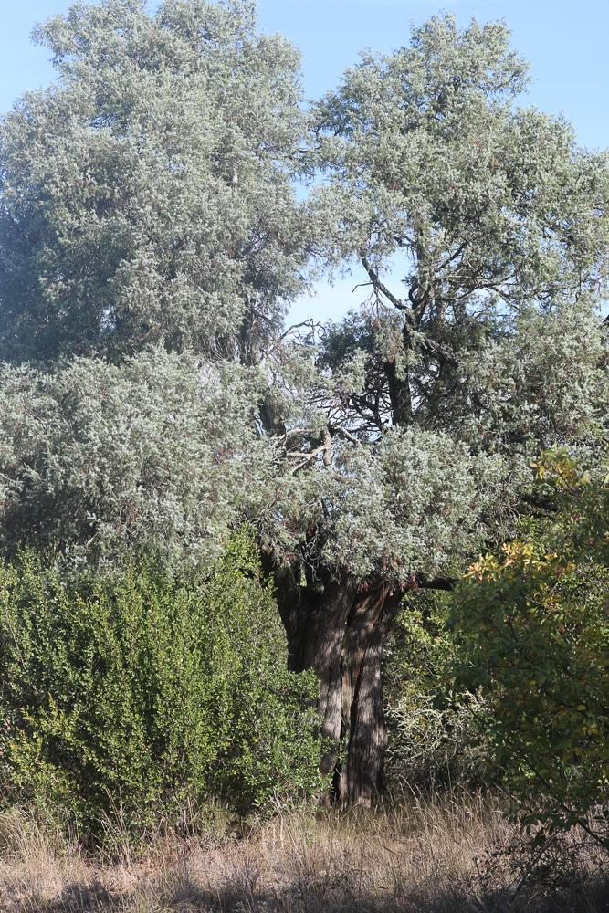 Le Genévrier oxycèdre, Cèdre piquant Juniperus oxycedrus L., 1753