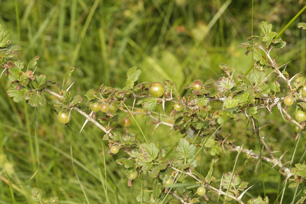 Le Groseillier à maquereaux Ribes uva-crispa L., 1753