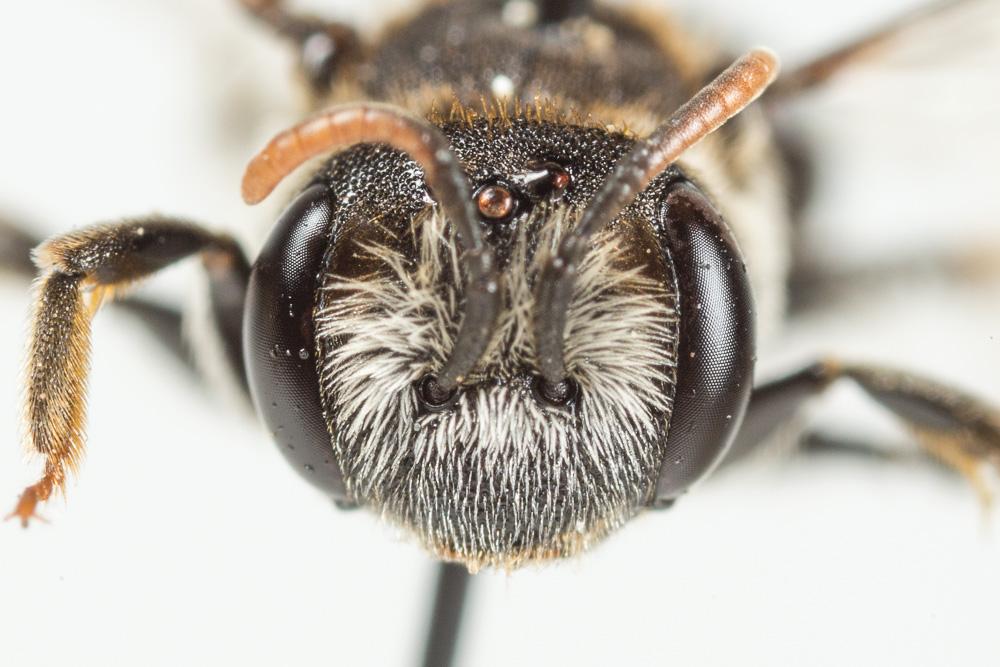 Le  Andrena colletiformis Morawitz, 1874