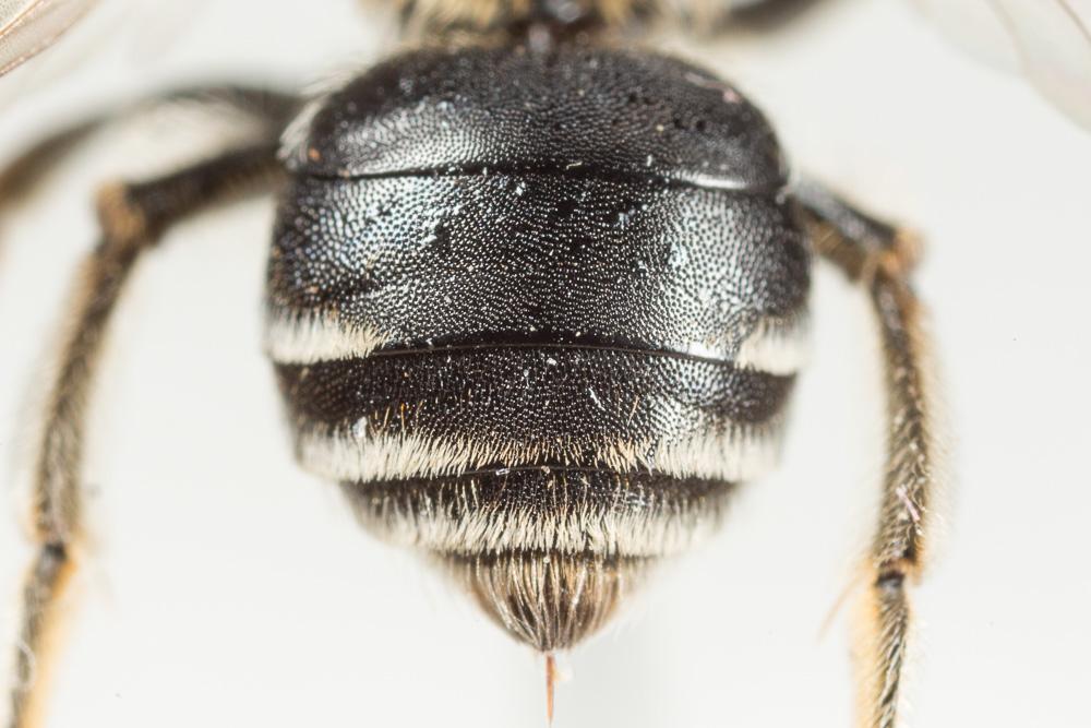 Le  Andrena colletiformis Morawitz, 1874