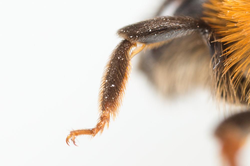 Le  Andrena ferrugineicrus Dours, 1872