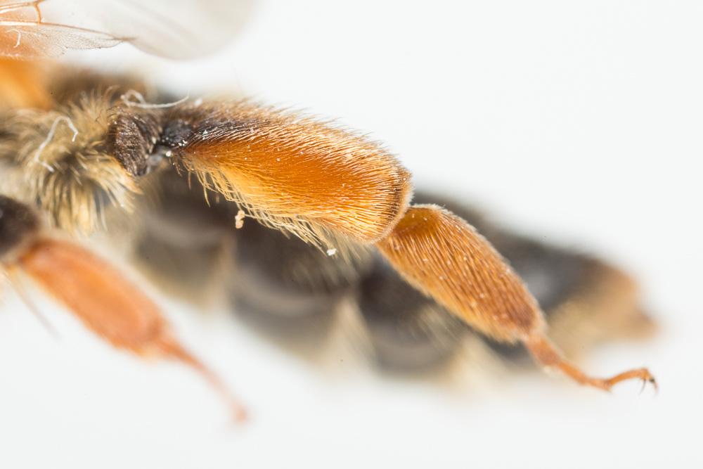 Le  Andrena ferrugineicrus Dours, 1872