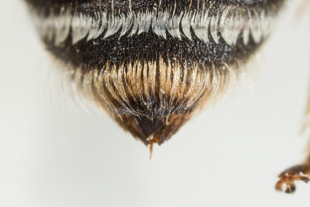 Le  Andrena intermedia Thomson, 1870