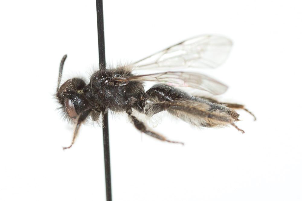 Le  Andrena panurgina De Stefani, 1889