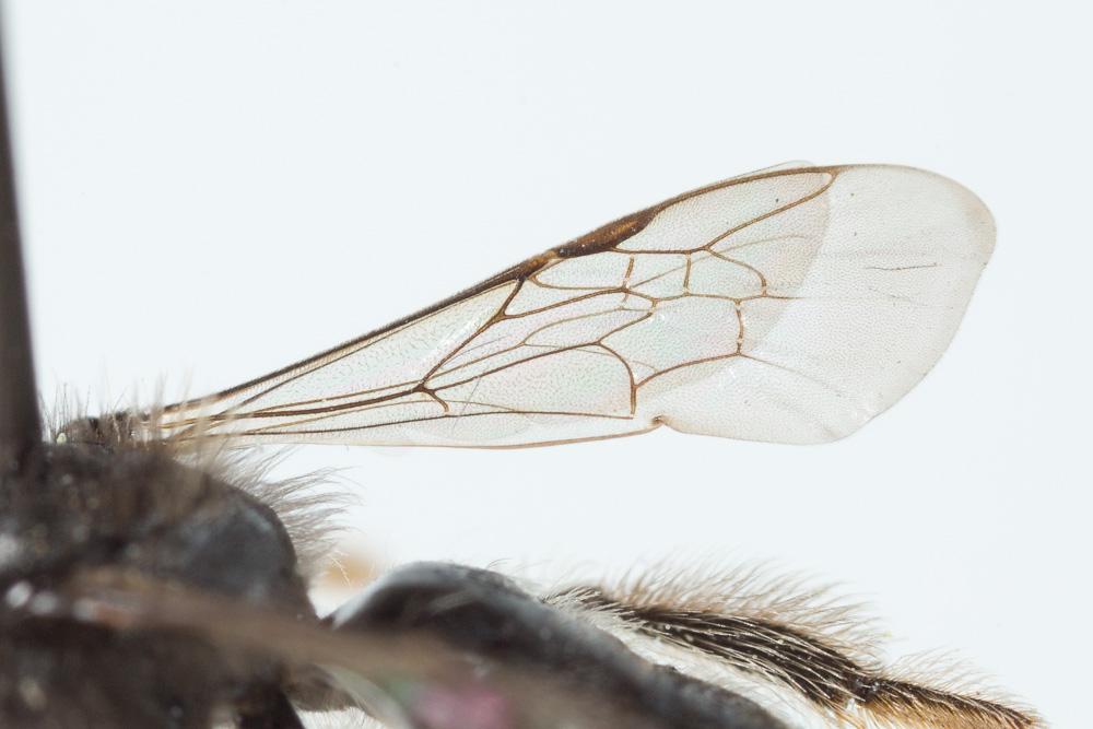 Le  Andrena panurgina De Stefani, 1889