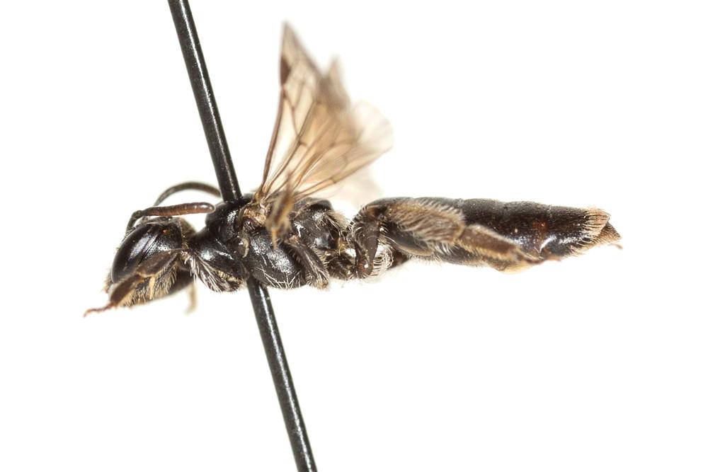 Le  Andrena verticalis Pérez, 1895