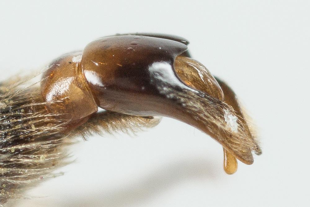 Le  Andrena ampla Warncke, 1967