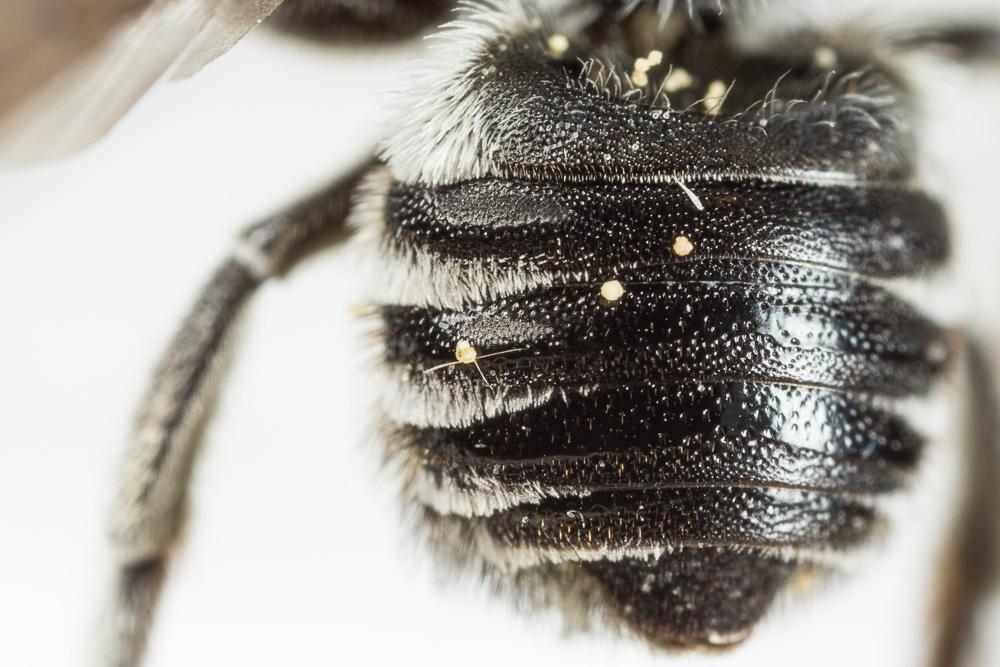 Le  Megachile apicalis Spinola, 1808