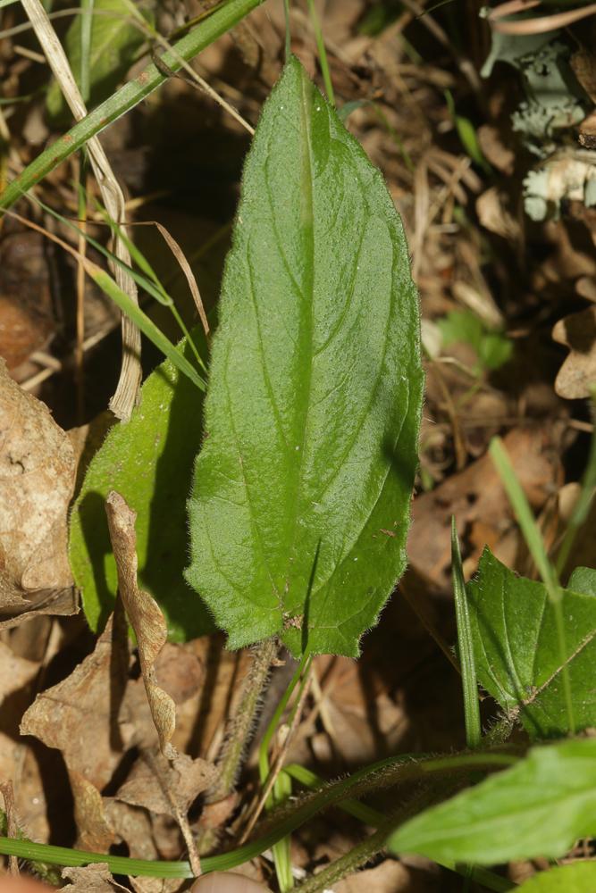 Brunelle à feuilles hastées Prunella hastifolia Brot., 1804