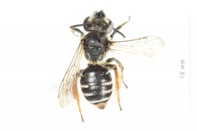  Andrena wilkella (Kirby, 1802)