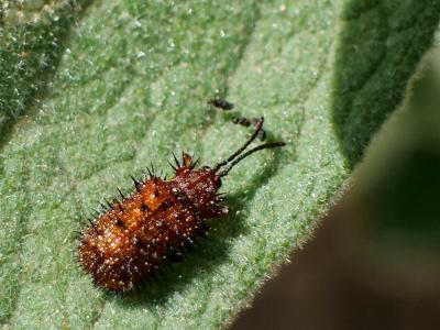  Dicladispa testacea (Linnaeus, 1767)