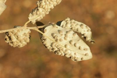  Dryomyia lichtensteinii (F. Löw, 1878)