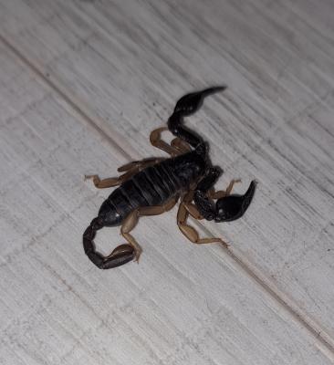  Euscorpius flavicaudis (De Geer, 1778)