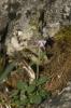 Linaire à feuilles d'Origan, Petite linaire à feui Chaenorrhinum origanifolium (L.) Kostel., 1844