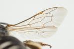  Andrena intermedia Thomson, 1870