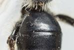  Andrena ampla Warncke, 1967