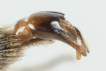  Andrena ampla Warncke, 1967