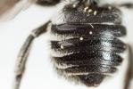  Megachile apicalis Spinola, 1808